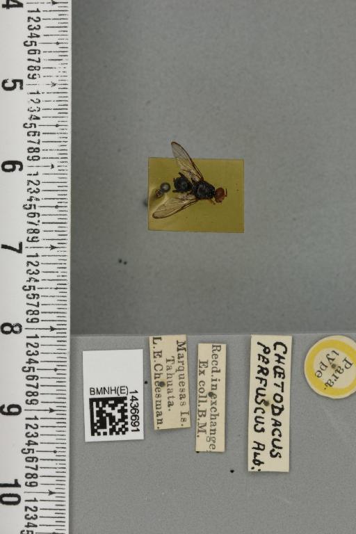 Bactrocera (Bactrocera) perfusca (Aubertin, 1929) - BMNHE_1436691_30793