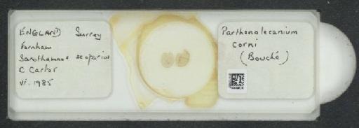 Parthenolecanium corni (Bouche, 1844) - 010137637_117397_1101018