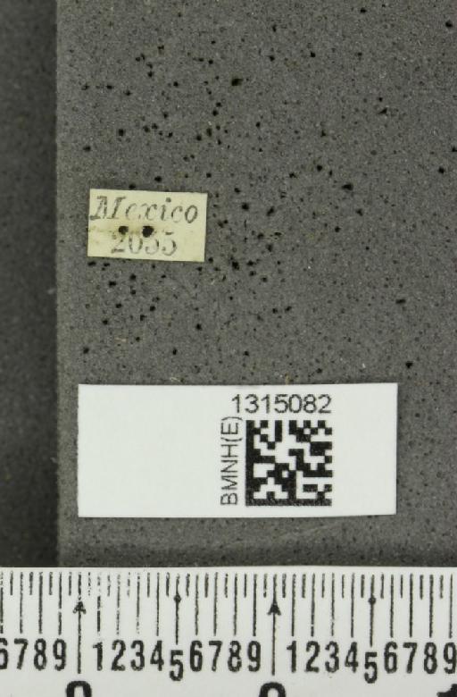 Leptinotarsa cacica Stål, 1858 - BMNHE_1315082_label_14890