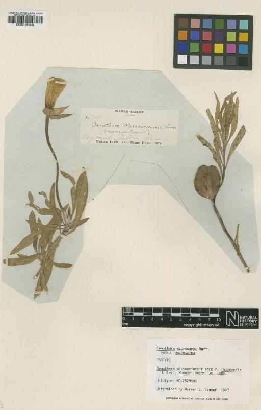 Oenothera missouriensis var. intermedia H.Lév. - BM001024345