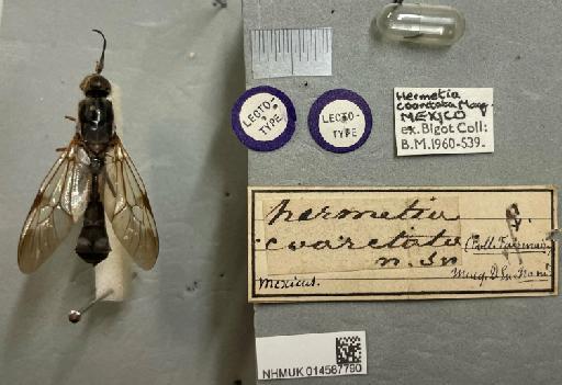 Hermetia coarctata Macquart, 1846 - NHMUK014587790_Hermetia_coarctata_LT_Labels