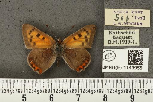 Lycaena phlaeas eleus ab. partimauroradiata Leeds, 1938 - BMNHE_1143955_108937