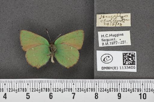 Callophrys rubi rubi (Linnaeus, 1758) - BMNHE_1133406_97394