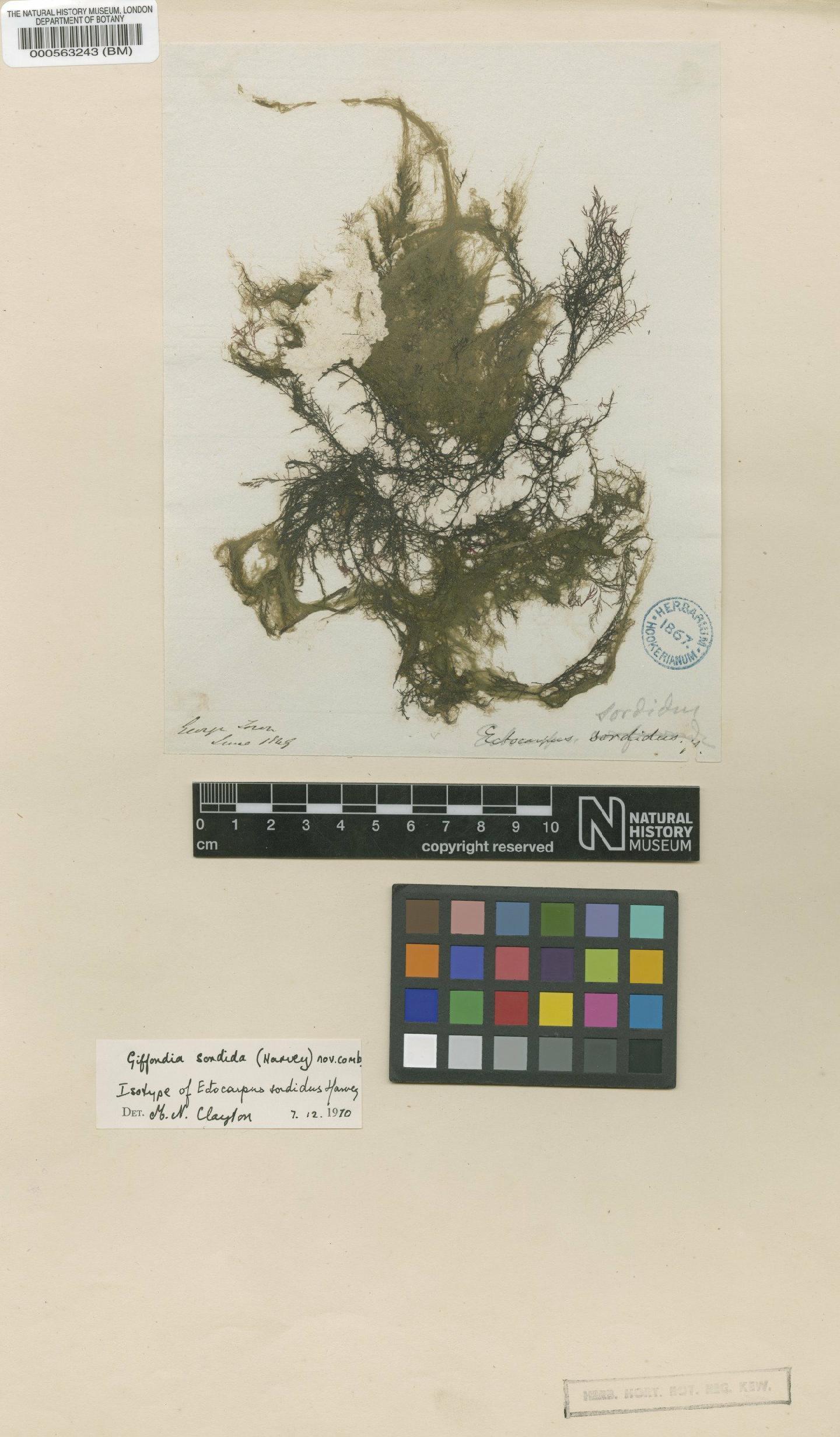 To NHMUK collection (Hincksia saundersii (Setch. & N.L.Gardner) P.C.Silva; Isotype; NHMUK:ecatalogue:4722870)