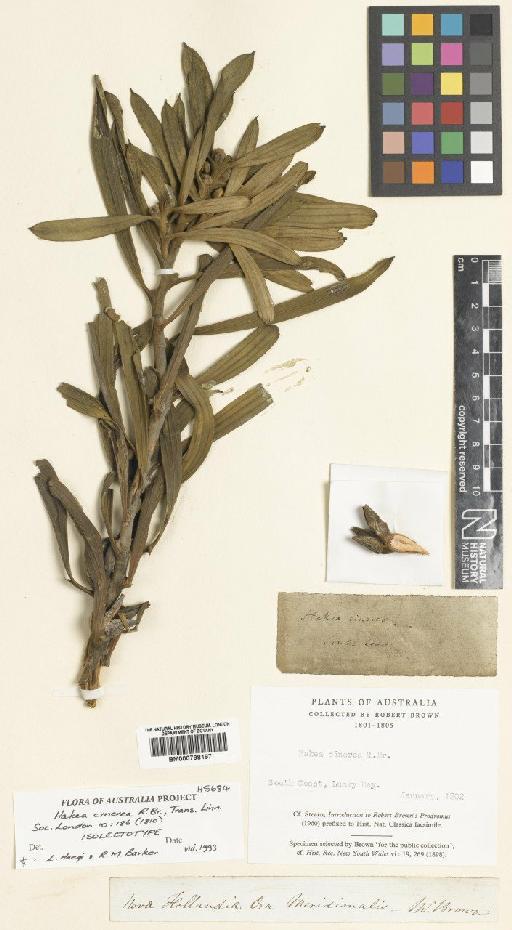 Hakea cinerea R.Br. - BM000798197