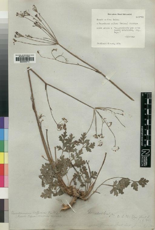 Peucedanum caffrum (Meisn) Phillips - BM000902712