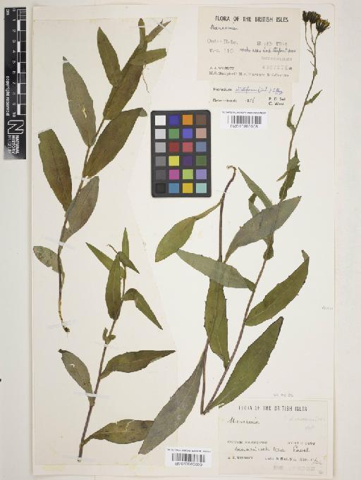 Hieracium strictiforme (Zahn) Roffey - 013863009
