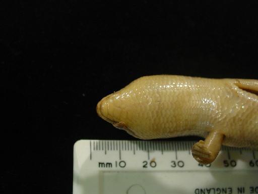 Eugongylus rufescens (Shaw, 1802) - Eugongylus rufescens type M.macrura 1946.8.13.73 015.JPG
