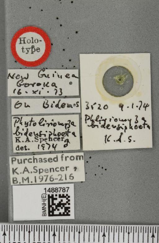 Phytoliriomyza bidensiphoeta Spencer, 1977 - BMNHE_1488787_label_52634