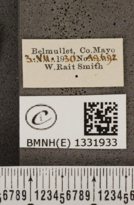 Polyommatus icarus mariscolore (Kane, 1893) - BMNHE_1331933_label_139754