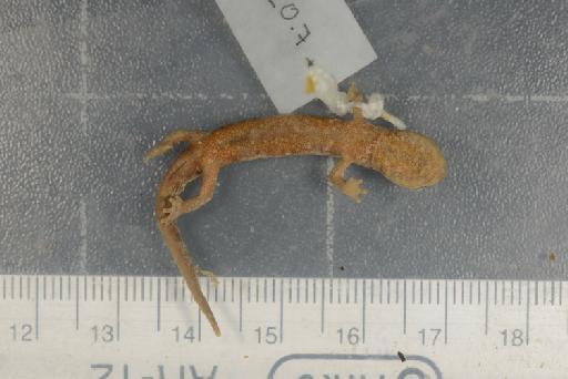 Hydromantes italicus strinatii - Image of specimen 1918.12.20.7