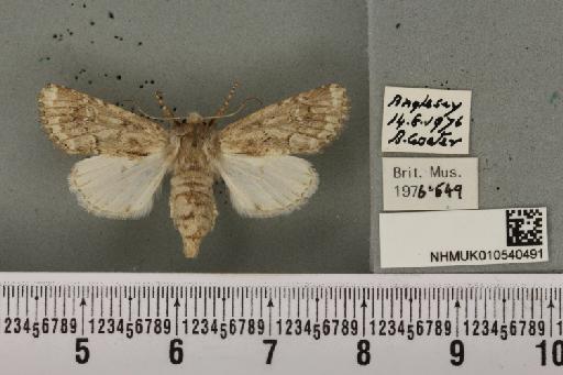 Luperina nickerlii gueneei Doubleday, 1864 - NHMUK_010540491_598309