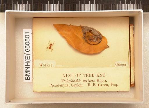 Polyrhacis thrinax Rog - Hymenoptera Nest BMNH(E) 650801