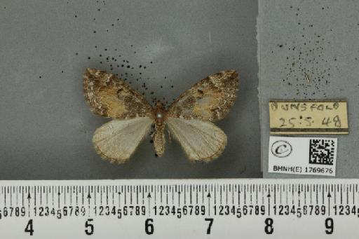 Dysstroma truncata truncata (Hufnagel, 1767) - BMNHE_1769676_350445