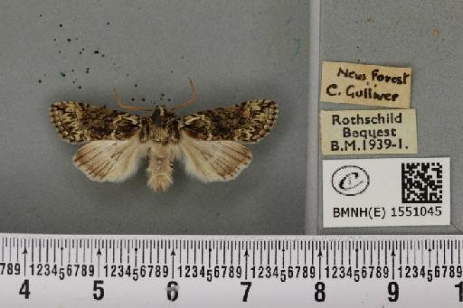 Polyploca ridens ab. erythrocephala Esper, 1786 - BMNHE_1551045_238367