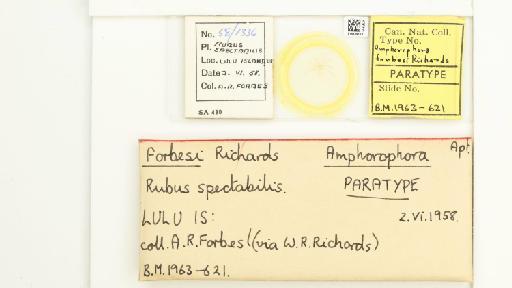 Amphorophora forbesi Richards, 1959 - 014839123_112448_1092719_157743_Type