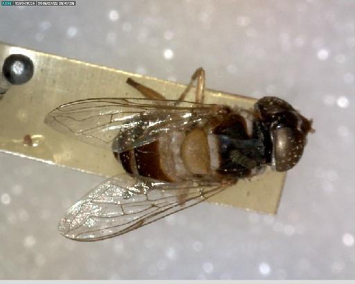 Kertesziomyia conducta (Walker, 1858) - Kertesziomyia conducta ST1 dorsal