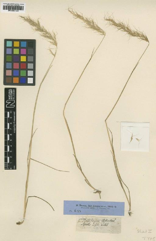 Pentapogon billardieri R.Br. - BM000991526