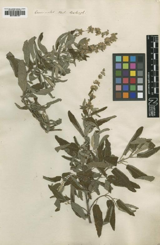 Meriandra bengalensis (J.Koenig ex Roxb.) Benth. - BM000950397