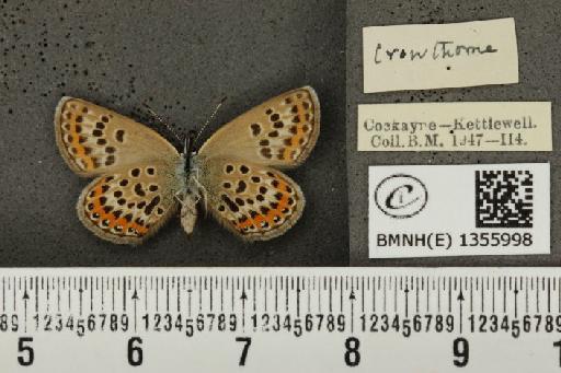 Plebejus argus argus ab. basijuncta Tutt, 1909 - BMNHE_1355998_a_153617