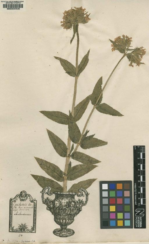 Lychnis chalcedonica L. - BM000628549