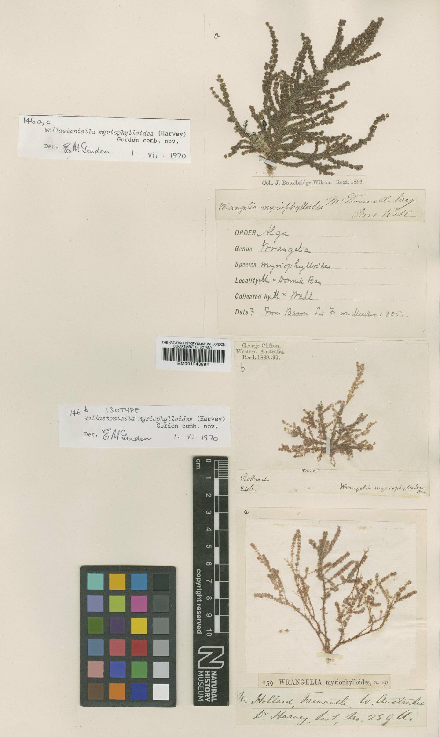 To NHMUK collection (Wollastoniella myriophylloides (Harv.) Gordon-Mills; Isotype; NHMUK:ecatalogue:2391030)
