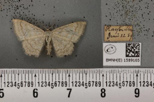 Scopula ternata Schrank, 1802 - BMNHE_1589165_270806