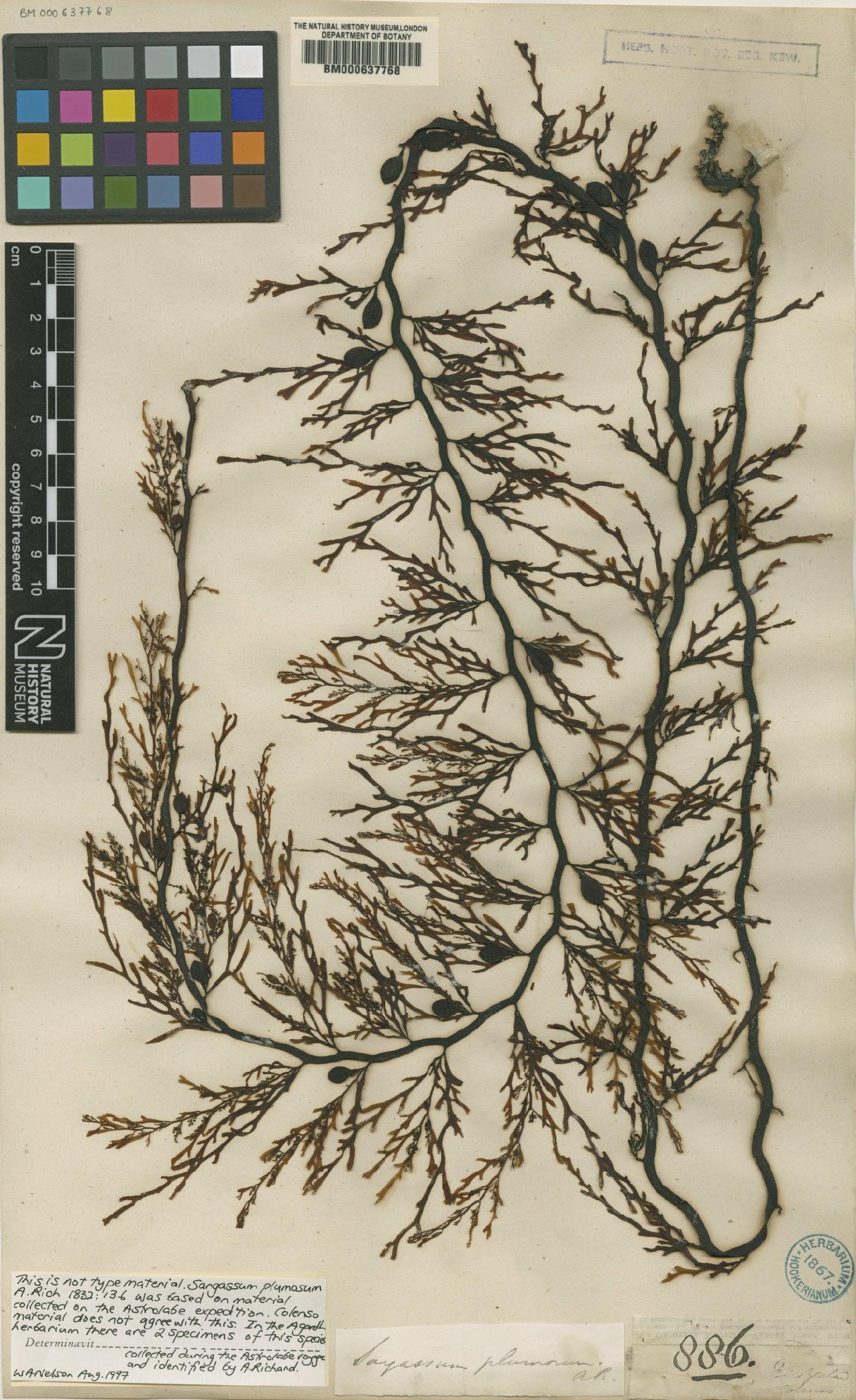 To NHMUK collection (Carpophyllum plumosum (A.Rich.) J.Agardh; TYPE; NHMUK:ecatalogue:4732684)