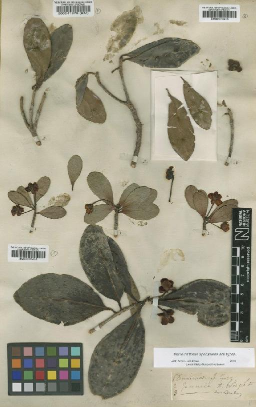 Ternstroemia rostrata Krug & Urb. - BM001010413