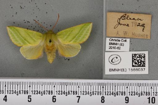 Pseudoips prasinana britannica (Warren, 1913) - BMNHE_1566037_294149