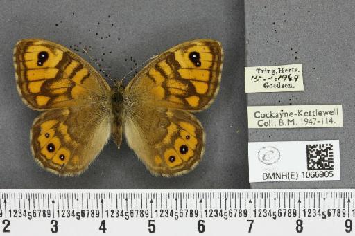 Lasiommata megera ab. bipupilla Mosley, 1896 - BMNHE_1066905_28584