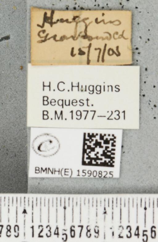 Idaea biselata (Hufnagel, 1767) - BMNHE_1590825_label_265503