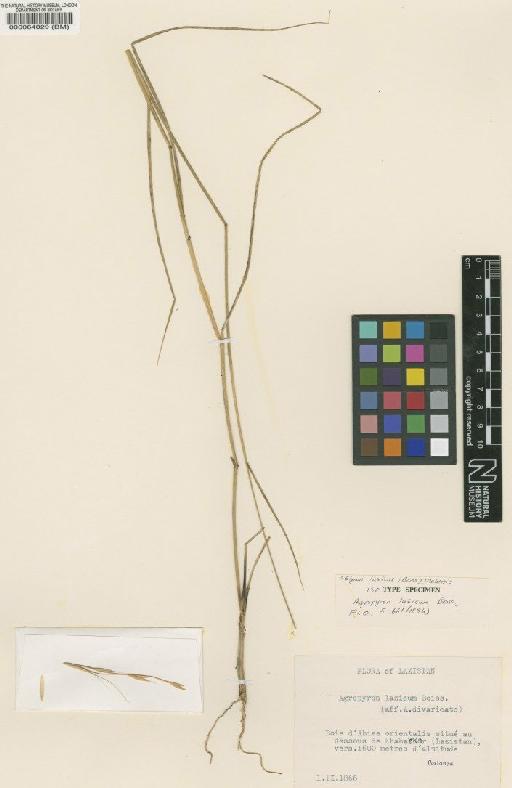 Elymus lazicus (Boiss.) Melderis - BM000064029