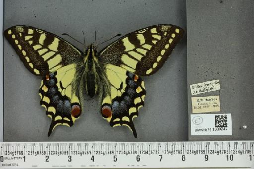 Papilio machaon britannicus Seitz, 1907 - BMNHE_1089247_64074