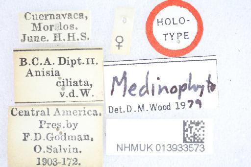 Chaetonopsis ciliata (van der Wulp, 1890) - Medinophyto ciliata HT labels