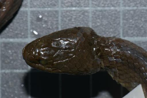 Helicops modestus Günther, 1861 - Image of specimen 1946.1.14.42