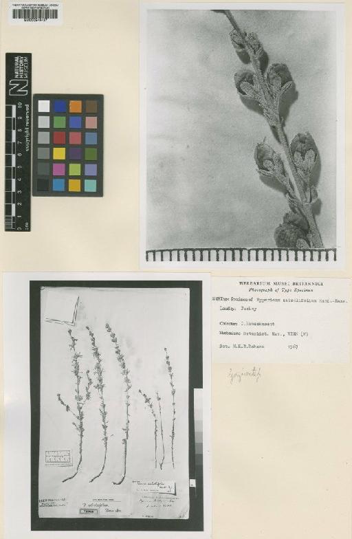 Hypericum salsolifolium Hand.-Mazz. - BM000946437