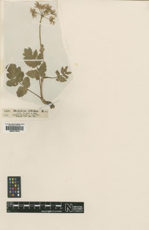 Heracleum austriacum subsp. siifolium Nyman - BM000752044