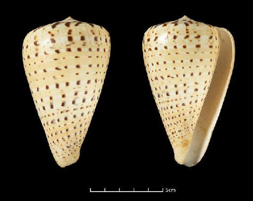 Conus betulinus Linnaeus, 1758 - 20093021 Conus betulinus