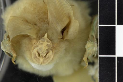 Rhinolophus acrotis brachygnathus Andersen,  1905 - 1892_9_9_7-Rhinolophus_acrotis_brachygnathus-Holotype-Noseleaf-dorsal