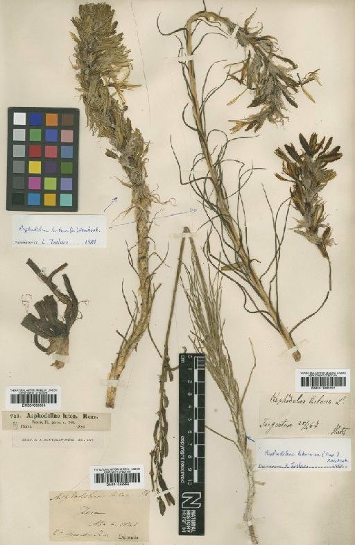 Asphodeline lutea (L.) Rchb. - BM001066354