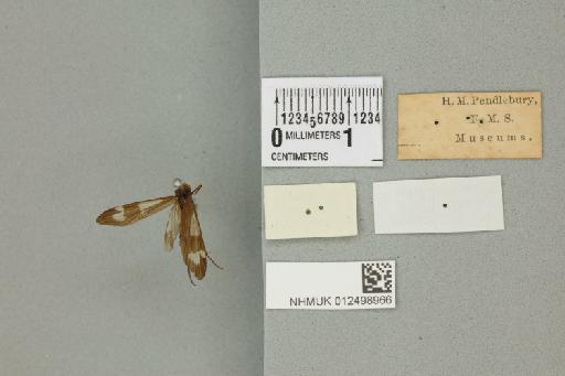 Dipseudopsis notata (Fabricius, 1781) - 012498966_reverse