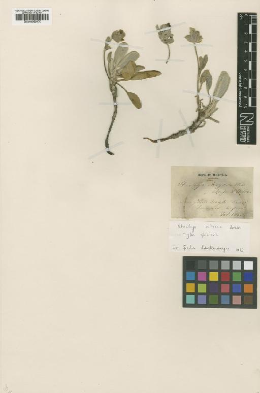 Stachys citrina Boiss. & Heldr. ex Benth - BM000950470
