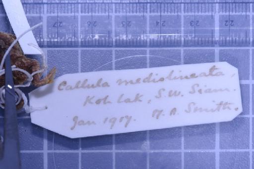 Kaloula mediolineata (Smith, 1917) - 1947.2.10.60-pic6