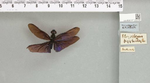 Rhyothemis pygmaea (Brauer, 1867) - 011253106_804002_1256856_2