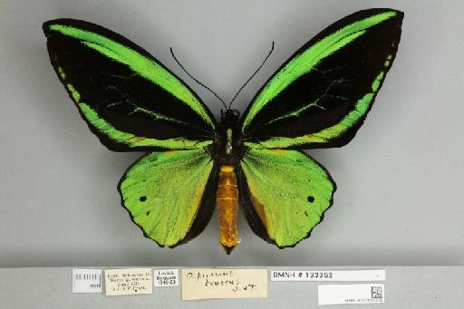 Ornithoptera priamus teucrus Joicey & Talbot, 1916 - 013603238__