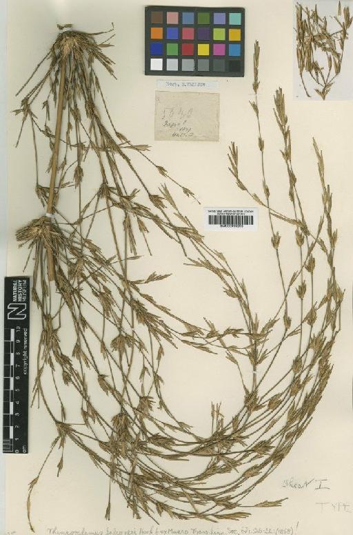 Thamnocalamus falconeri Munro ex Hook.f. - BM000959203