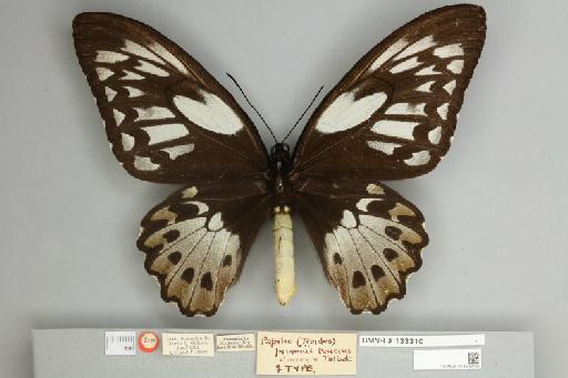 Ornithoptera priamus teucrus Joicey & Talbot, 1916 - 013603195__