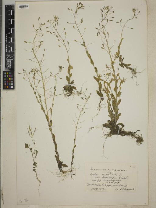 Draba nemerosa L. - BM010778451