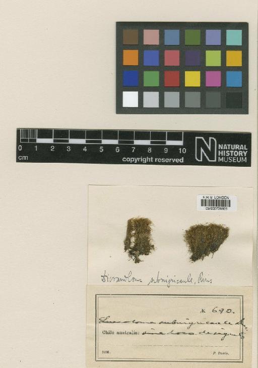 Dicranoloma subnigricaule Dusén - BM000728925_a